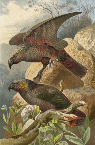Nestor Parrot by European School